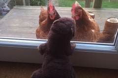 Boris Playing Chicken