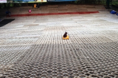 Horace and the 43rd go Tobogganing