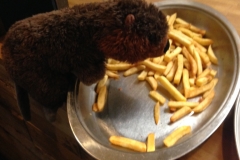 Horace loves chips!